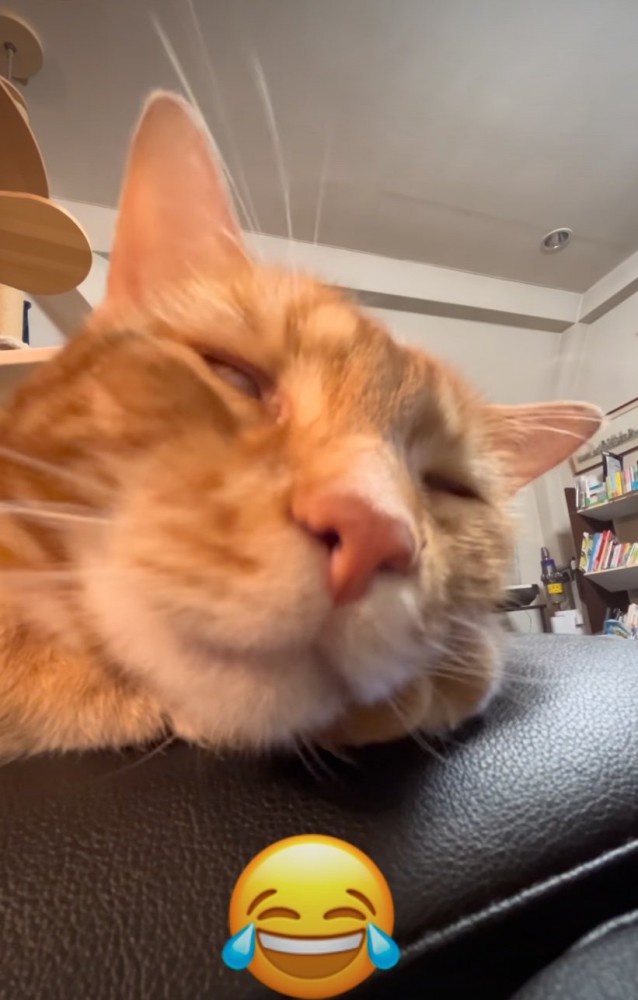 白目の猫2