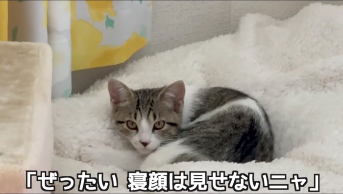 ベッドに丸まってカメラを凝視する子猫
