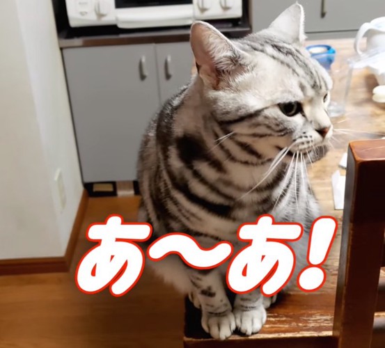 「あ〜あ」という猫