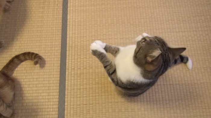 横を見る猫