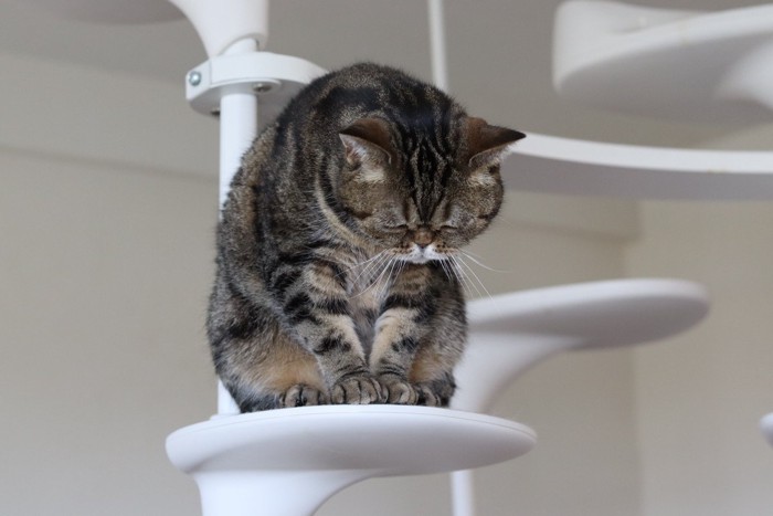 うつむく猫