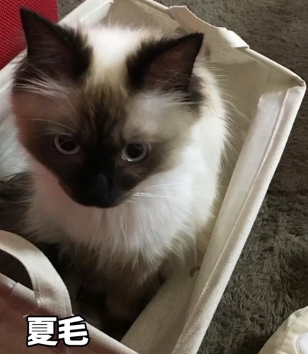夏毛の猫
