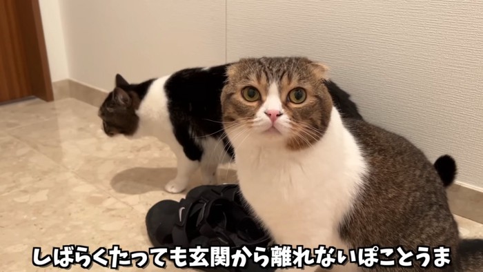 カメラの方を見る猫