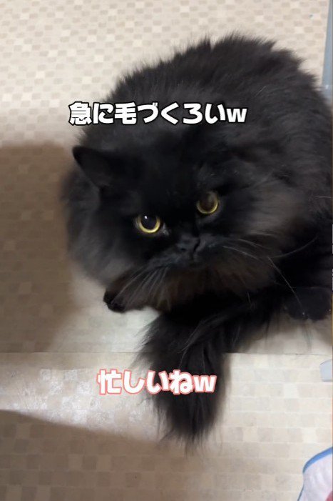 座って見上げる猫