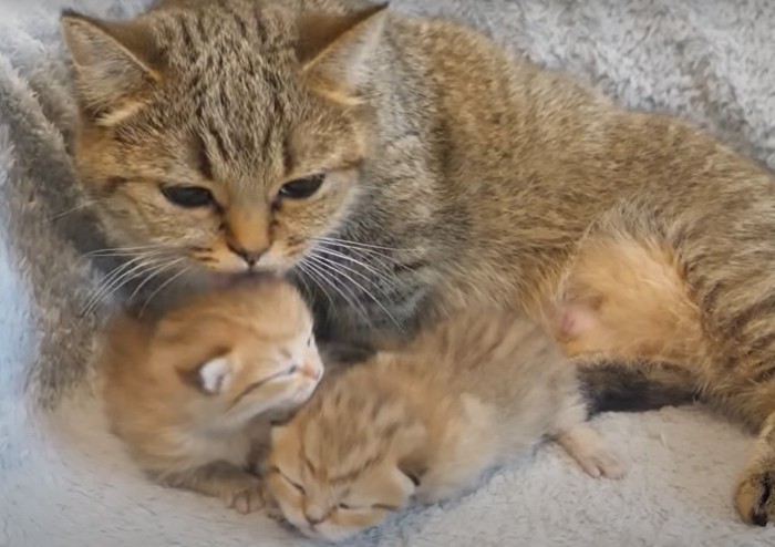 猫の手前に二匹の子猫