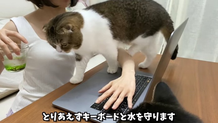 コップを持つ人と前を歩く猫