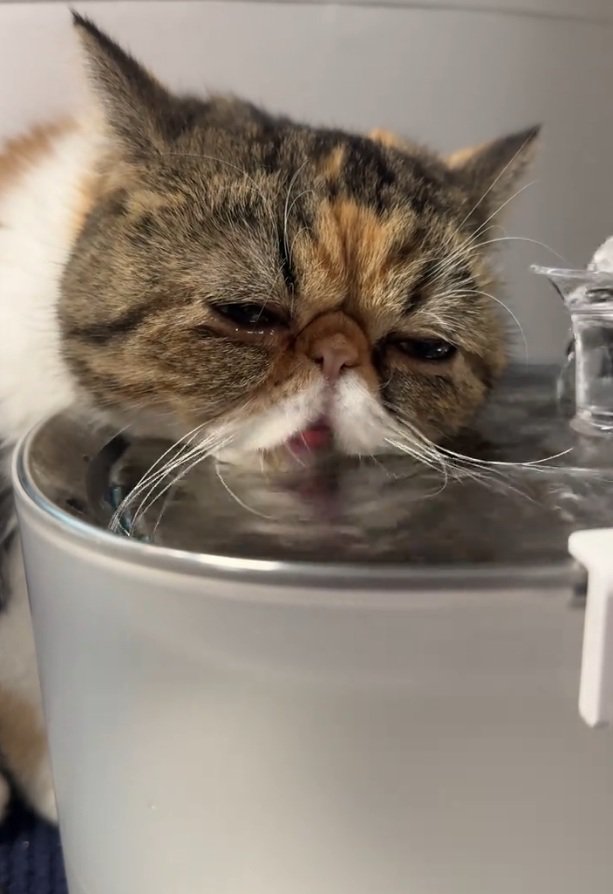 水を飲み続ける猫