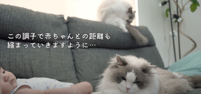 ソファにいる赤ちゃんと猫2匹