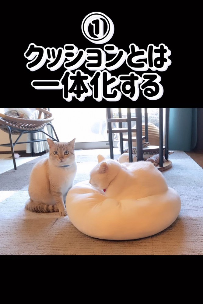 座る猫とクッションで寝る猫