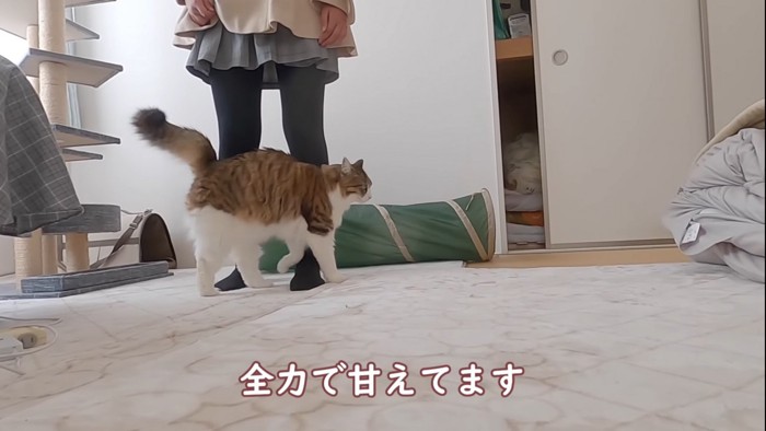 足元にスリスリする猫