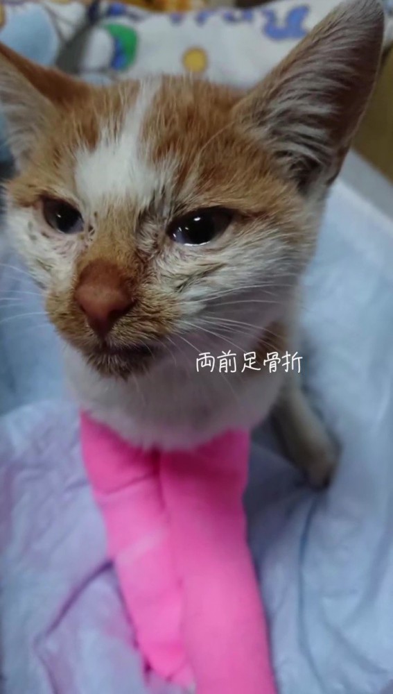 足を固定している猫