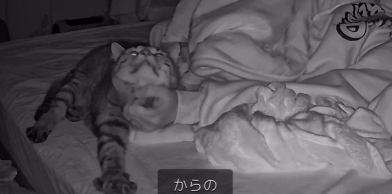 寝ている飼い主と猫