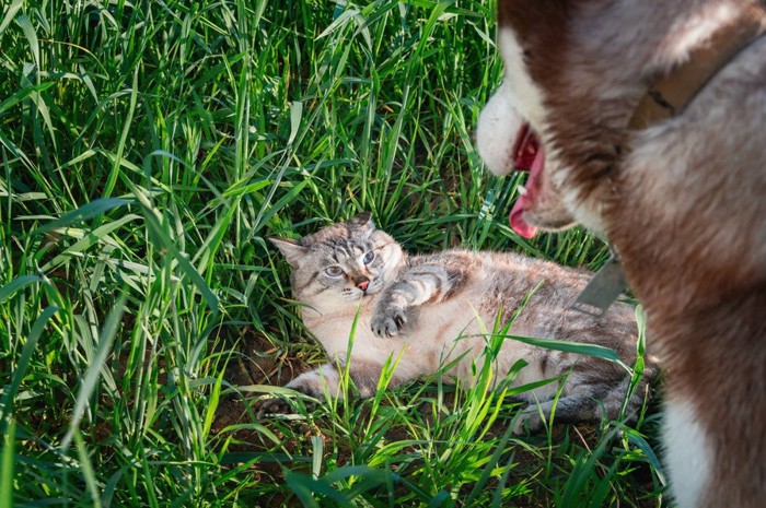 犬を見上げる猫