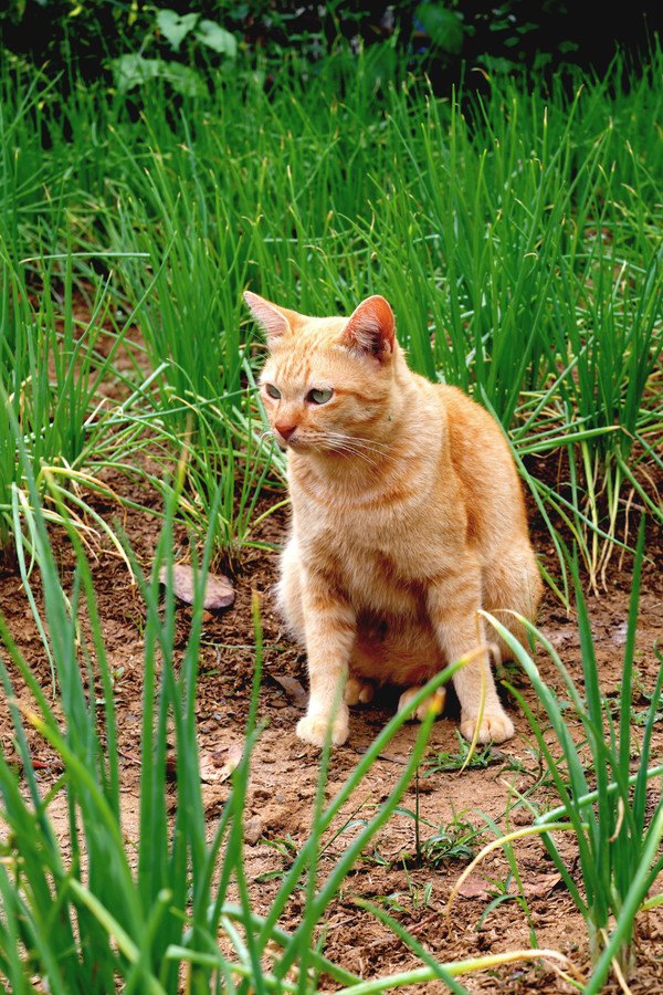 ネギに囲まれている猫