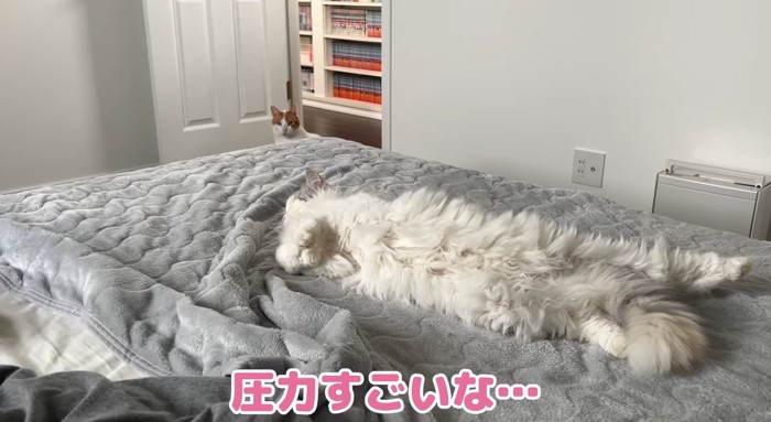 お腹を出す猫