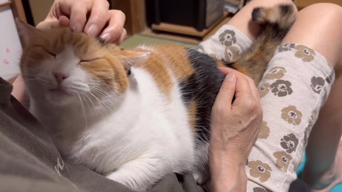 膝の上に抱っこされている猫