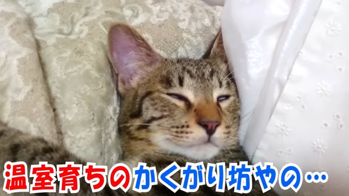 寝ている猫の寝顔