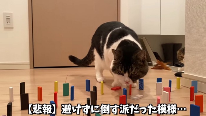 ドミノに顔を近づける猫