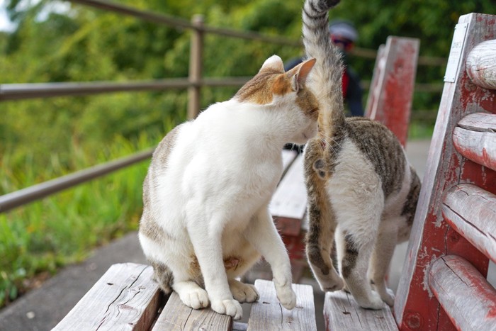 ベンチの上で猫のお尻のにおいをかぐ猫
