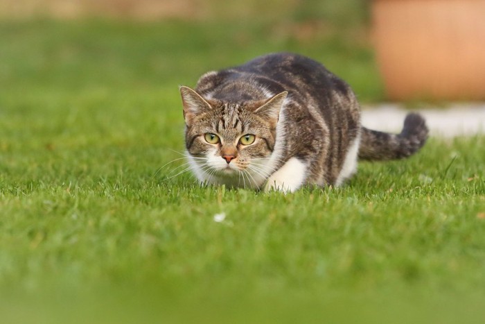 獲物に忍び寄る猫