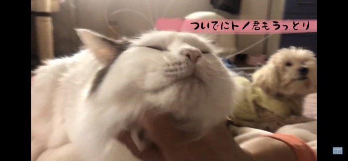 あごをなでられる猫