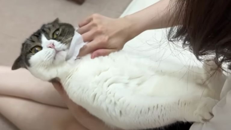 顔を拭かれている猫