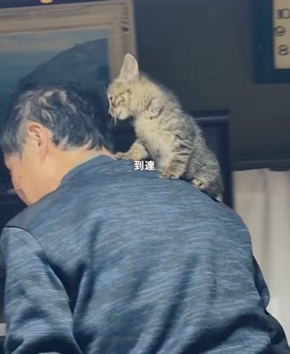 肩に乗る子猫