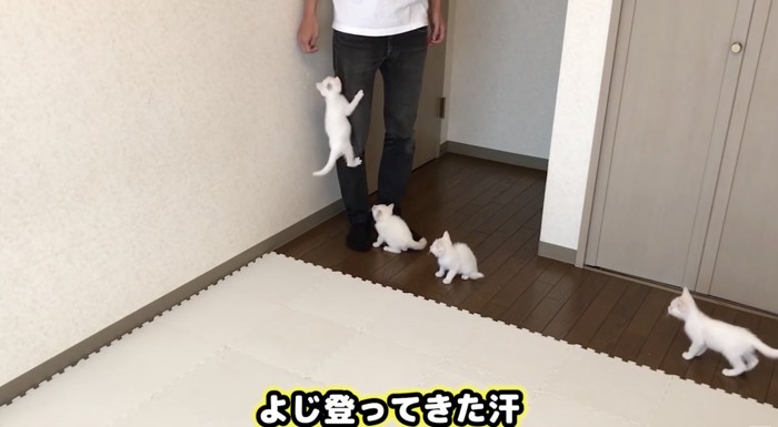 よじ登る子猫