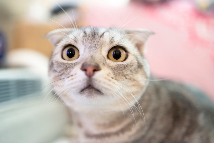いたずらした後の猫