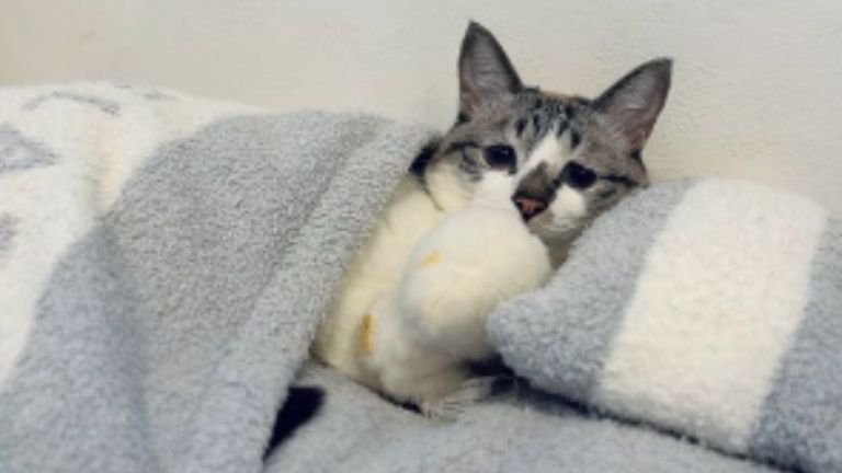 室内にいる猫