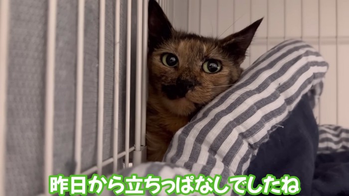 座る猫