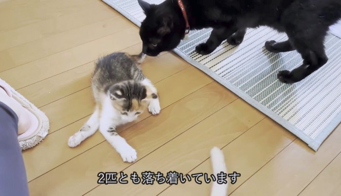 子猫の匂いを確かめるジジくん