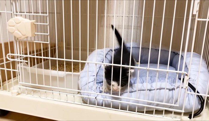 ケージから抜け出そうとする子猫
