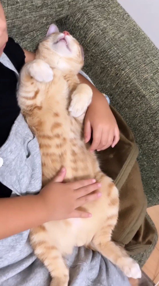 女の子にお腹を撫でられながら眠る猫