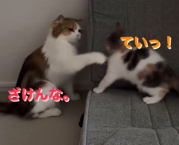 パンチを返される子猫