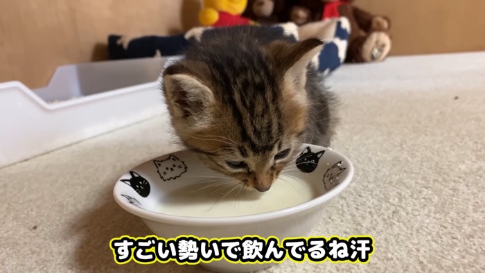 ミルクを飲む子猫