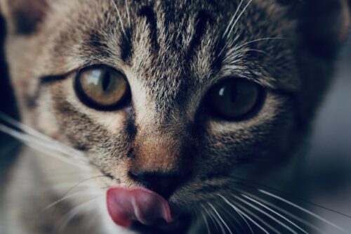 舌なめずりをする子猫