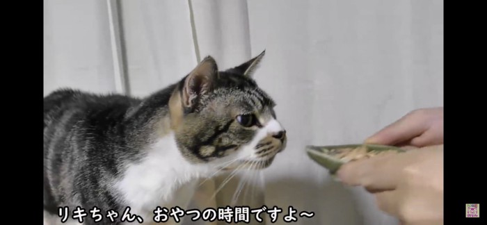 においを嗅ぐ猫