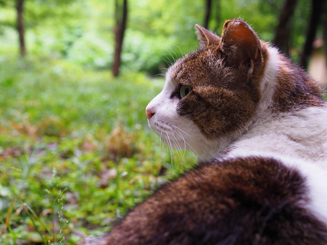 横を向く猫