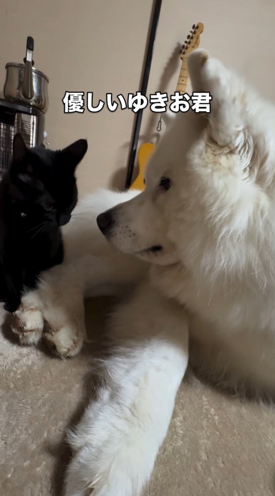 隣に座る子猫を見つめる犬