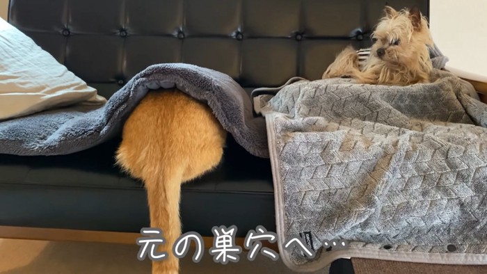 猫の後ろ姿