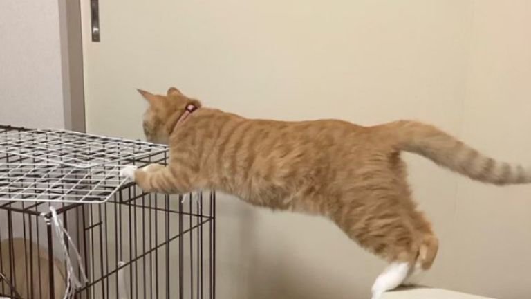 ケージに手をかけている猫