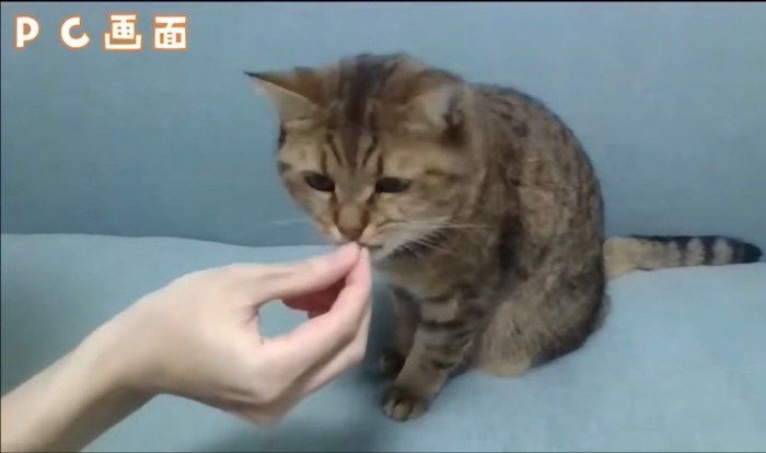 餌をもらっている猫