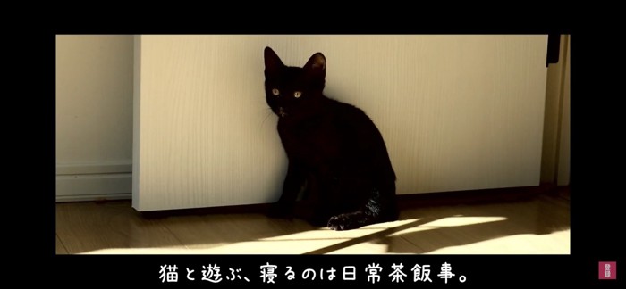 お座りする黒猫