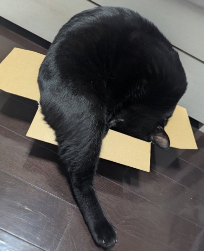 変なポーズの猫