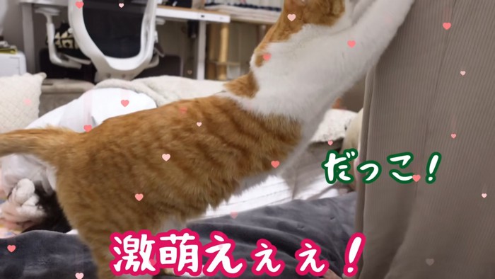 立つ猫