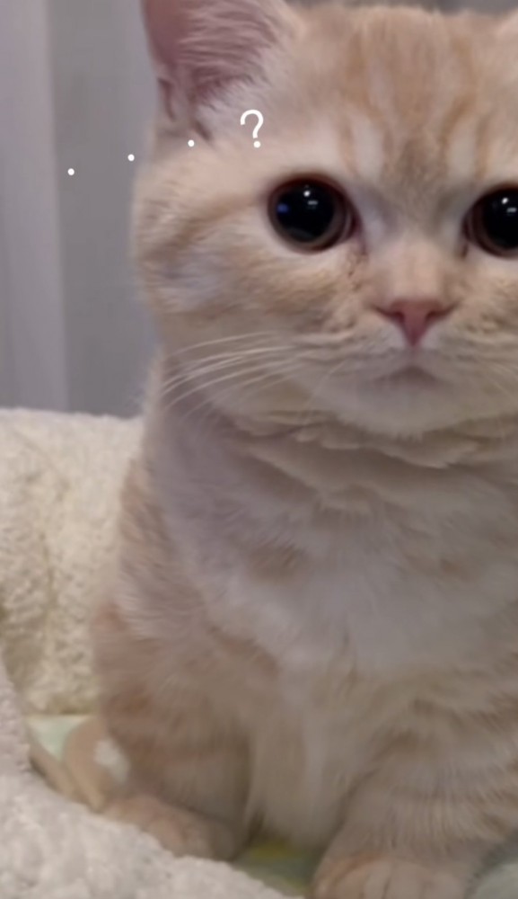 「...？」のテロップ写真