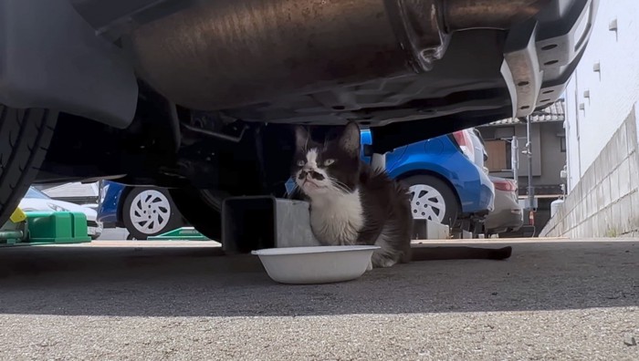 少し落ち着いた猫は周囲をキョロキョロ