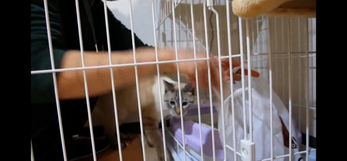 トイレ掃除する猫の飼い主