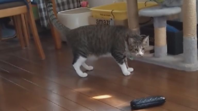 室内にいる猫